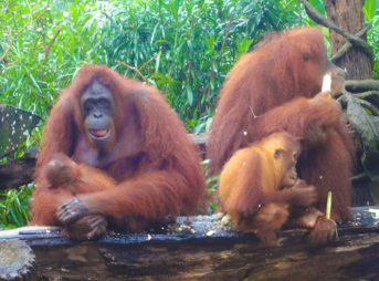 シンガポール動物園でのオラウータンと朝食イベント