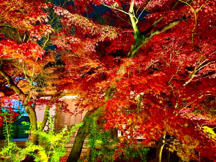 永観堂 禅林寺の紅葉ライトアップ