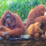 シンガポール動物園でのオラウータンと朝食イベント