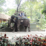 シンガポール動物園の見所は？ショップは何が売っている？